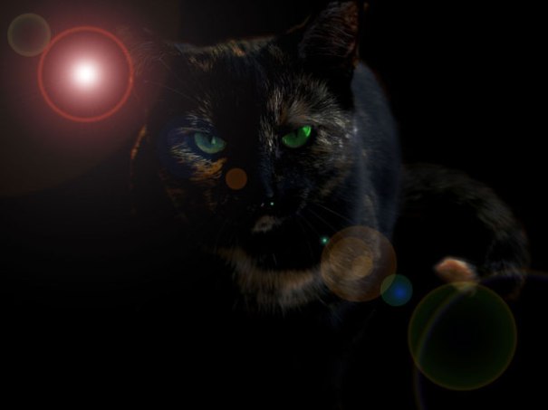 Black Cat Halloween Post Verbatim Gibberish Sean Sandulak