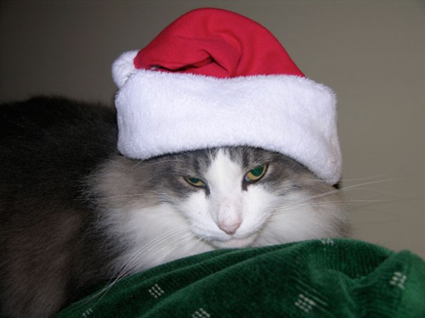 Verbatim Gibberish Sean Sandulak Cat Hates War on Christmas 
