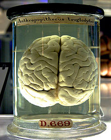 5 Chimp Brain In A Jar